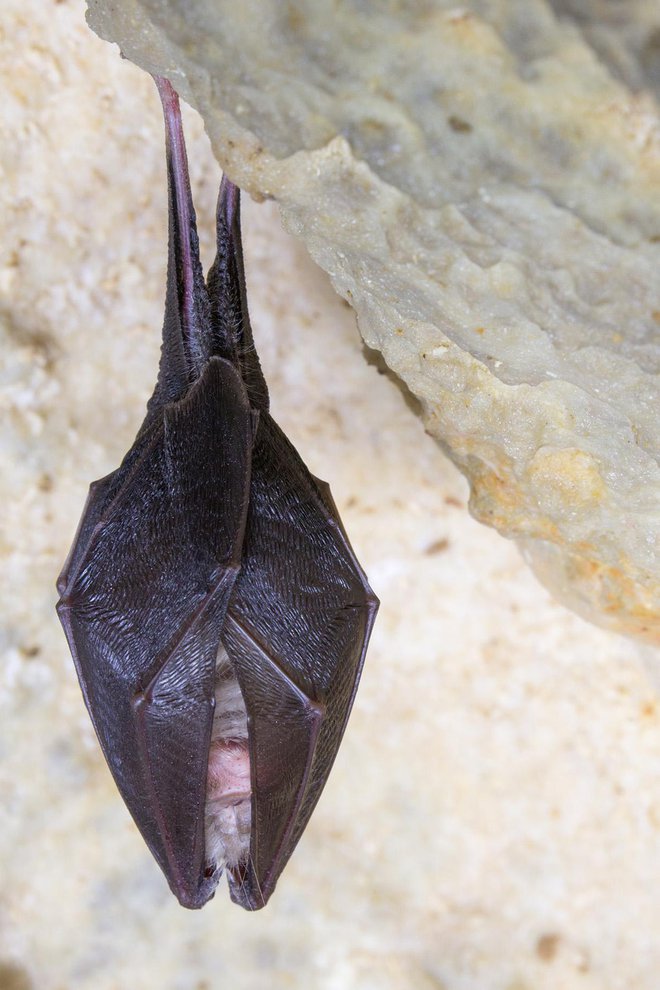 Mali podkovnjak spada med najbolj ogrožene vrste netopirjev pri nas.