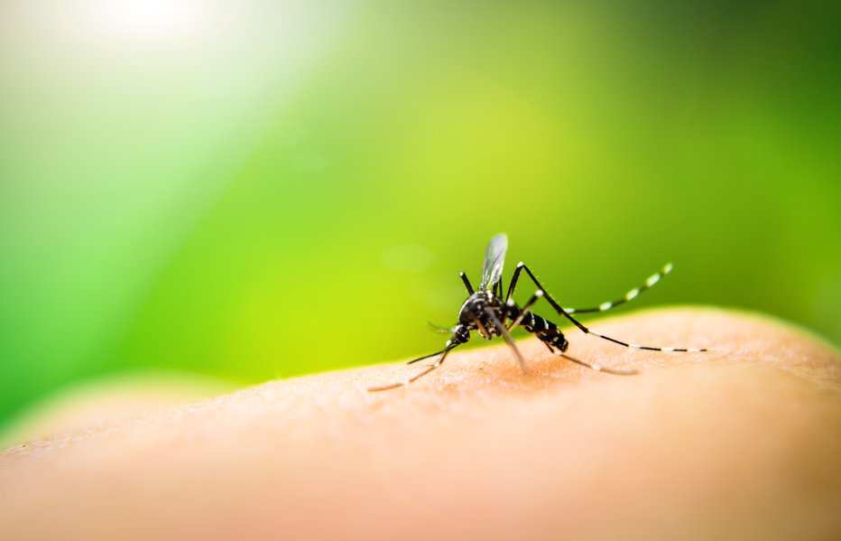 Fotografija: Pik komarja je lahko usoden. FOTO: Getty Images