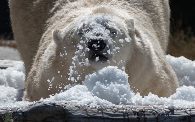 Polarnim medvedom se talijo tla pod nogami. Foto: AFP