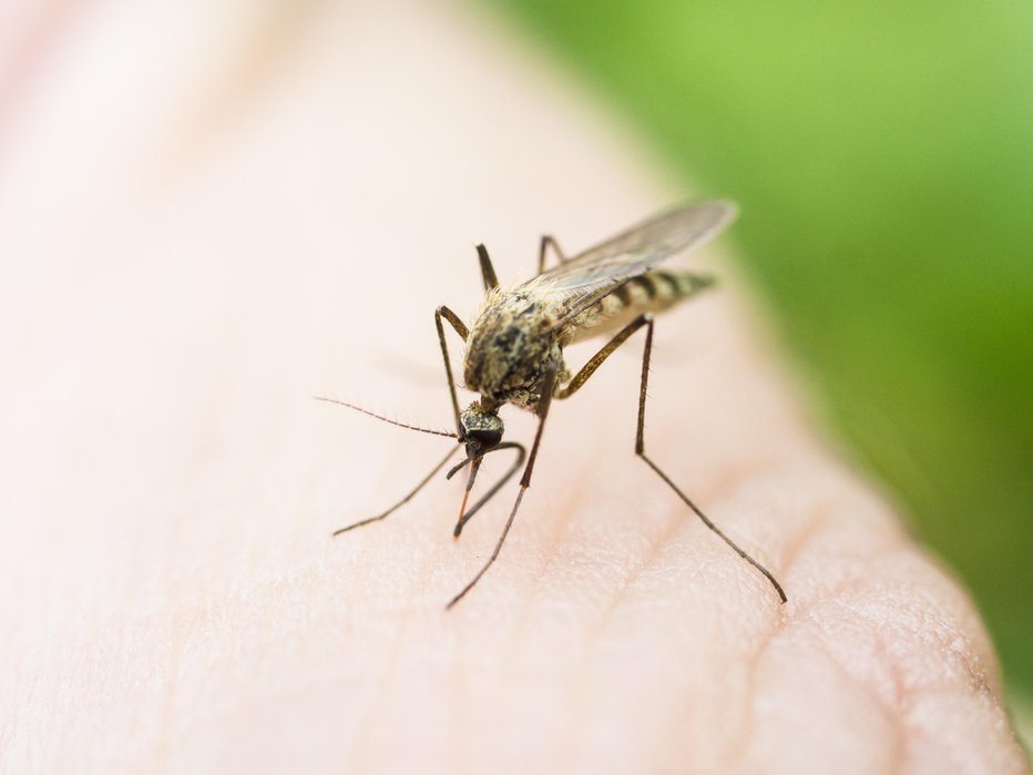 Fotografija: Komarji nam lahko zagrenijo življenje. FOTO: Getty Images, Istockphoto
