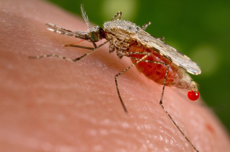 Fotografija: Virus Zahodnega Nila se prenaša na človeka večinoma s pikom okuženega komarja. Čas od okužbe do pojava bolezni je običajno od tri do 14 dni po okužbi. FOTO: Reuters