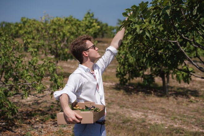 Obiranje fig na posestvu Monte Rosso, ki ga vodita gorenjska poslovneža. FOTO: Dean Duboković