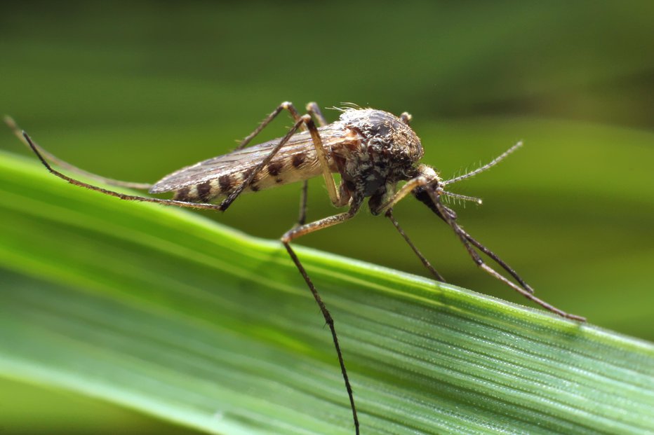 Fotografija: Komarji so prenašalci virusa Zahodnega Nila. FOTO: Shutterstock