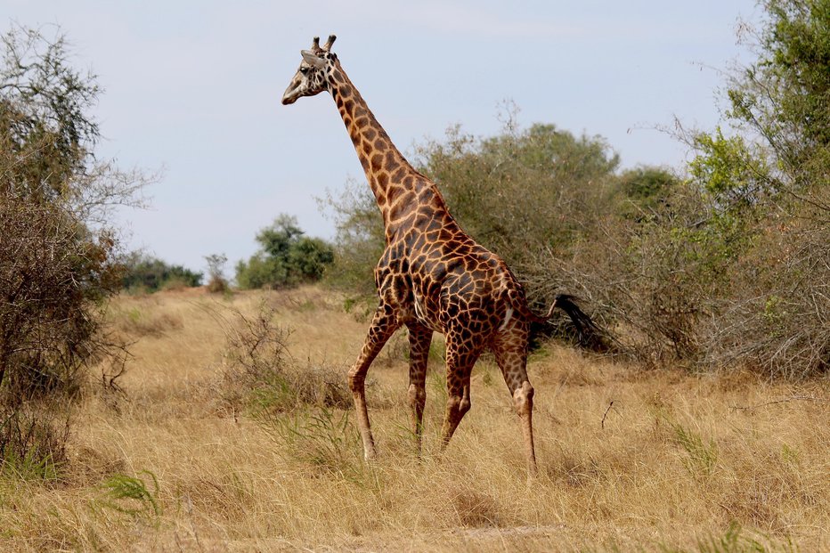 Fotografija: Žirafa je skoraj pokončala mamo in sina. FOTO: Kirstendohmeier, Getty Images, Istockphoto