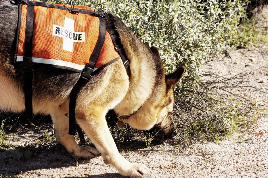 Fotografija: Pomagali so si z reševalnimi psi. Fotografija je simbolična. FOTO: Photosbyjim Getty Images/istockphoto