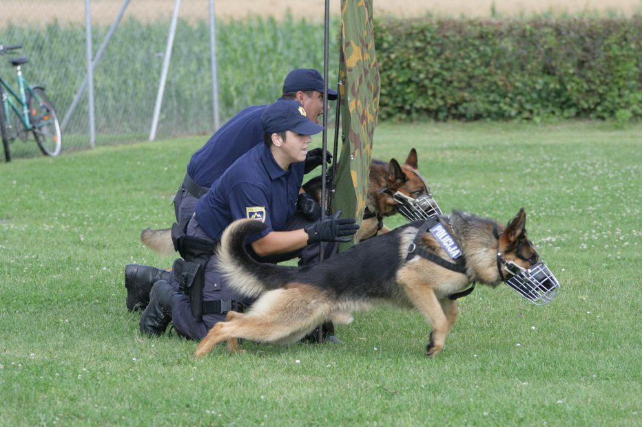 Fotografija: Policija prodaja pet službenih psov. FOTO: Oste Bakal
