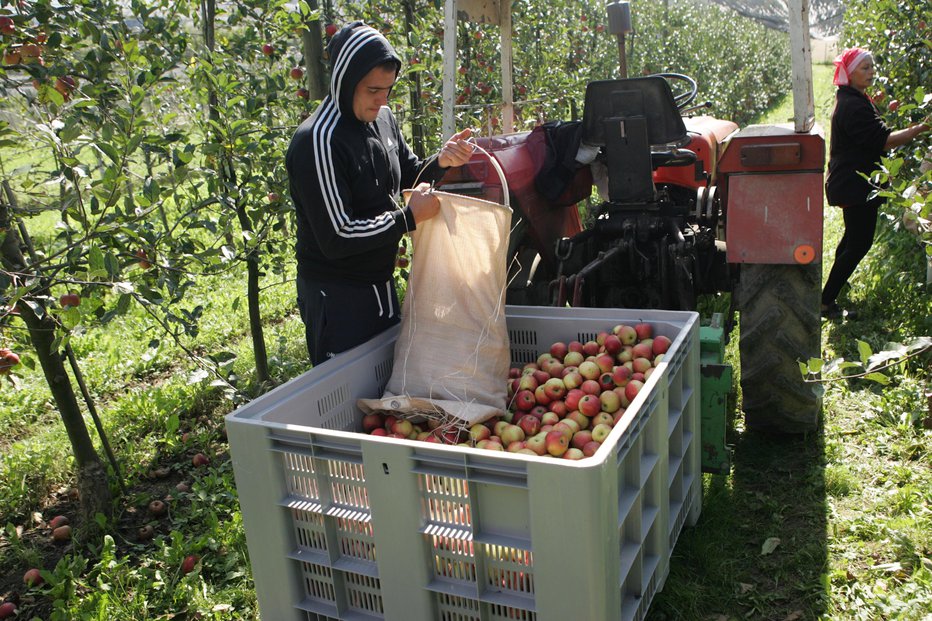 Fotografija: Z vsakim zabojem obranih industrijskih jabolk bodo sadjarji zaradi prenizke cene pridelali izgubo. FOTO: Jaroslav Jankovič