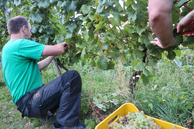 Trte so tudi v Vipavski dolini letos odlično obrodile, zato se je delo v vinogradu zavleklo. FOTOGRAFIJE: Špela Ankele