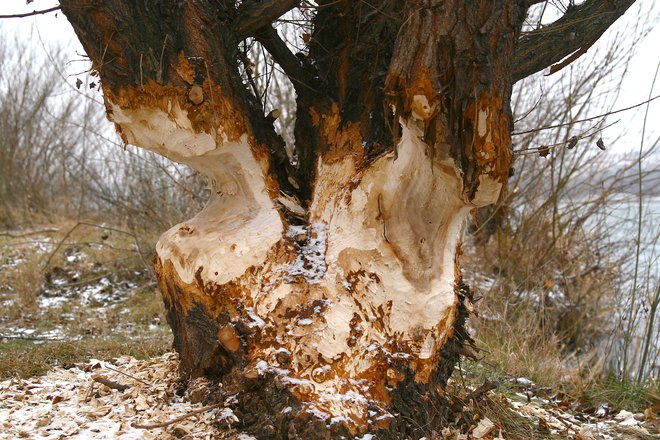 Praktično ni tako debelega drevesa, ki ga bober ne bi zmogel podreti FOTO: Guliver/thinkstock Getty Images/zoonar Rf