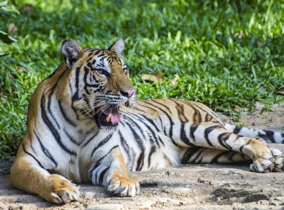 Fotografija: Danes živi več tigrov v ujetništvu kot na svobodi. FOTO: Getty Images, Istockphoto Getty