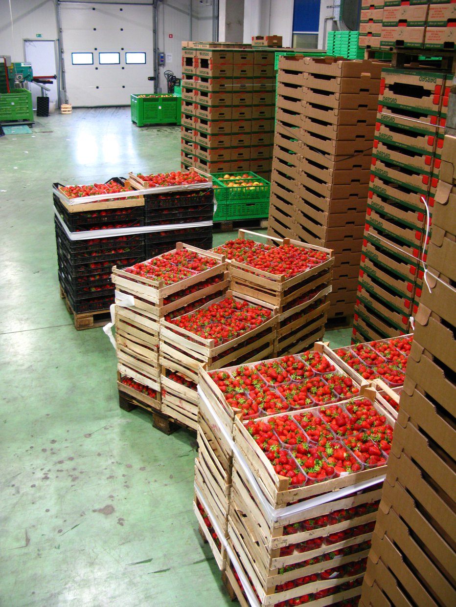 Fotografija: V Sloveniji pridelamo do 2000 ton jagod na leto, pojemo jih dvakrat več. FOTO: Jaroslav Jankovič