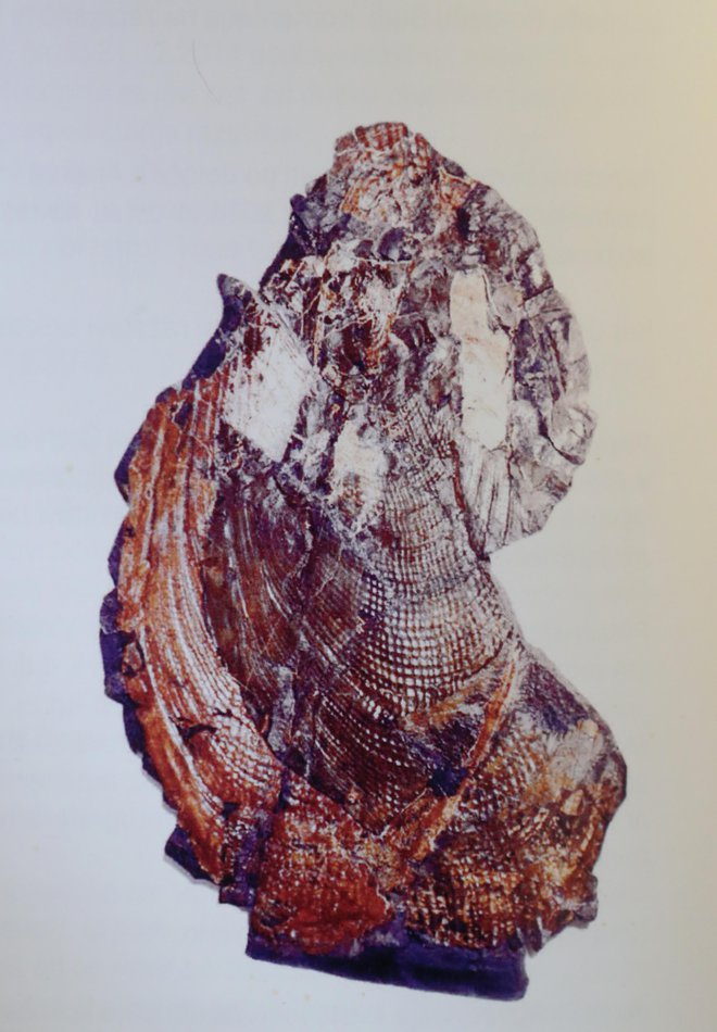 Tudi za orjaško školjko z Grenlandije iz obdobja krede, ki jo je Kovaču podaril københavnski muzej, njen nekdanji lastnik ne ve, kje je ta hip. FOTO: Dejan Javornik
