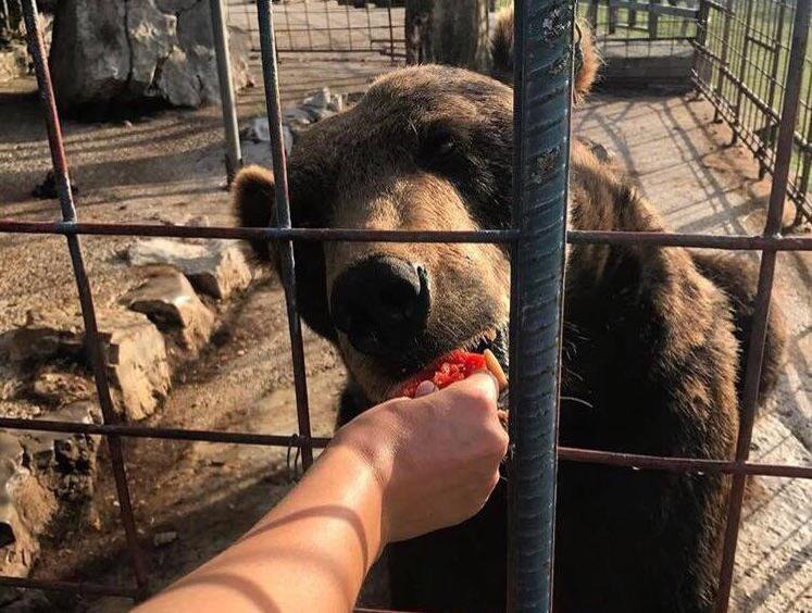 Fotografija: Medved na turistični kmetiji Abram. FOTO: Facebook