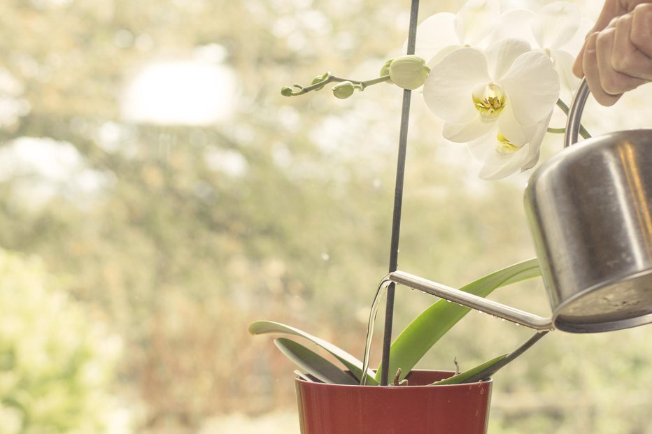 Fotografija: Vodi za zalivanje orhidej dodajte zeleni čaj. FOTO: Thinkstock