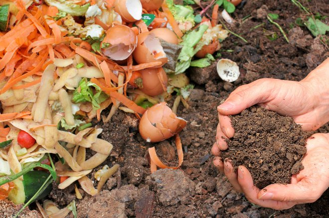 Najboljša hrana so organski odpadki. FOTOGRAFIJE: guliver/GETTY IMAGES