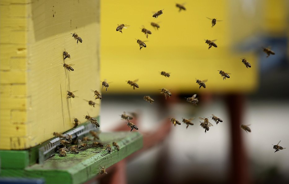 Fotografija: Poginilo je 50 čebeljih družin. FOTO: Blaž Samec, Delo