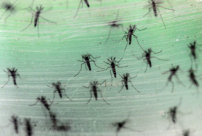 Običajno tigrasti komarji ne gredo radi v hišo, a letos, ko je bila populacija res velika, zaidejo tudi v stanovanje. Tomi Trilar je našel ličinko v orhidejah. FOTO: Reuters