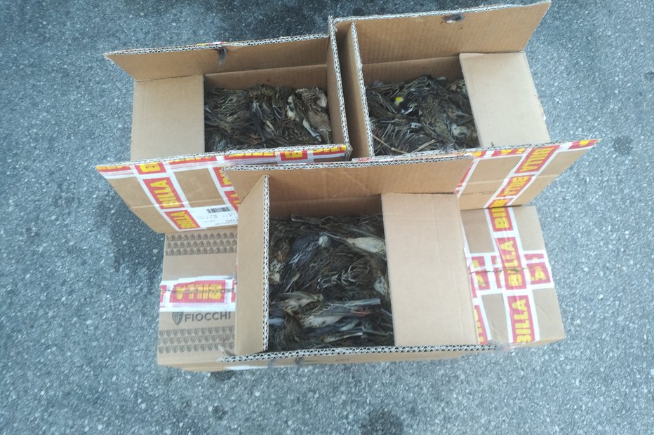 Fotografija: Ptice so bile spravljene v 15 škatlah med osebno prtljago. FOTO: Tjaša Zagoršek