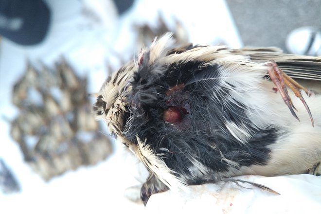 Zelo veliko ptic je imelo strelne rane. FOTO: Tjaša Zagoršek