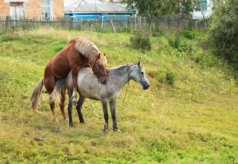 Fotografija: Bolezen CEM se pri konjih prenaša pretežno takole. FOTO: Guliver/Getty Images