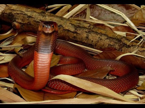 Fotografija: Rdeča pljuvajoča kobra. FOTO: Youtube