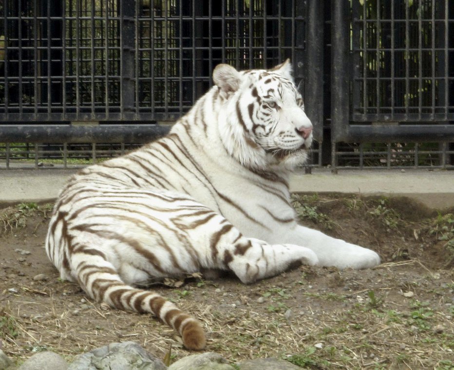 Fotografija: Beli tiger Riku je skrbnika napadel, ko ga je selil iz dnevne ograde v nočno kletko. FOTO: Ap