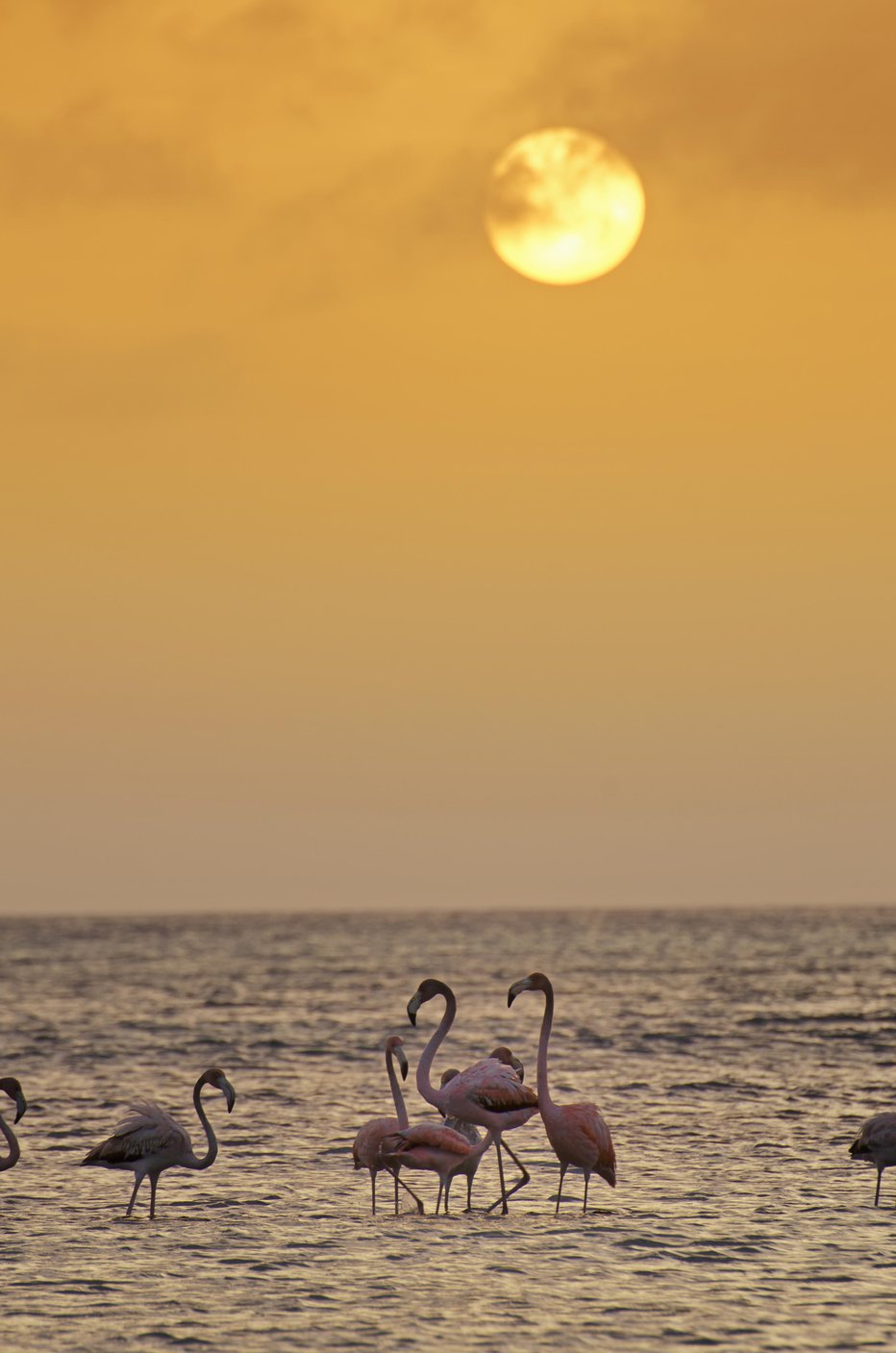 Fotografija: Aruba je znana tudi po flamingih, ki prav tako uživajo v naravnih lepotah kot mi. Foto: Getty Images/iStockphoto