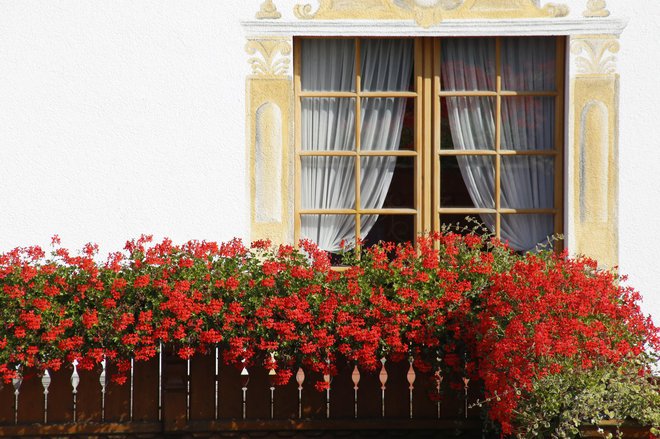 Pelargonije še vedno spadajo med zelo priljubljeno balkonsko cvetje. FOTO: Guliver/GETTY IMAGES