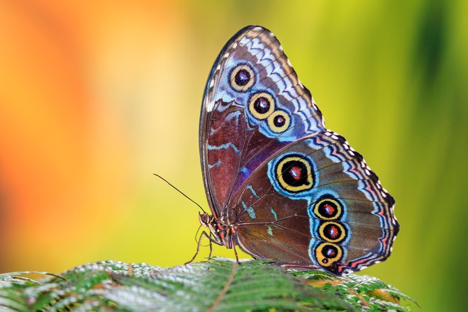 Tudi metuljev je vse manj. FOTO: Guliver/Getty Images