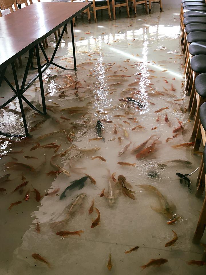 Fotografija: V pritličju so okrasne akvarijske ribice, v prvem nadstropju japonski krapi.