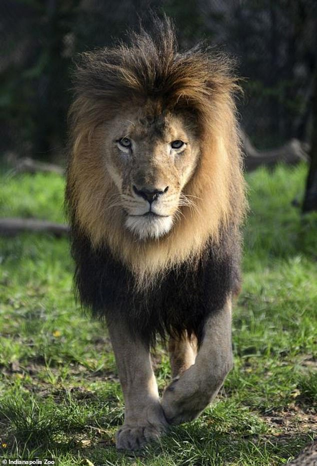 Fotografija: Nyack je bil mogočen lev.