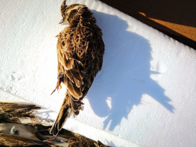 Nesrečni ptič. FOTO: Furs