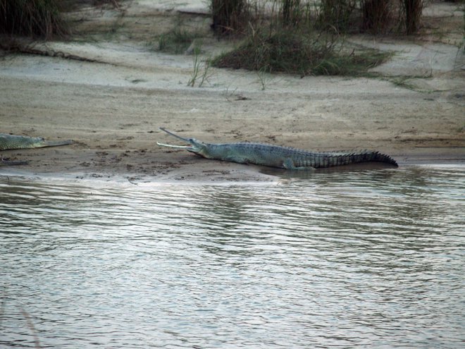 Čeprav jedo predvsem ribe, smo bili ob pogledu na gaviala iz reda krokodilov malce napeti.