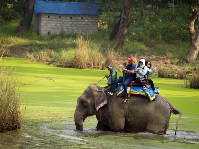 Indijski slon kot prevozno sredstvo FOTOGRAFIJE: Janez Mihovec