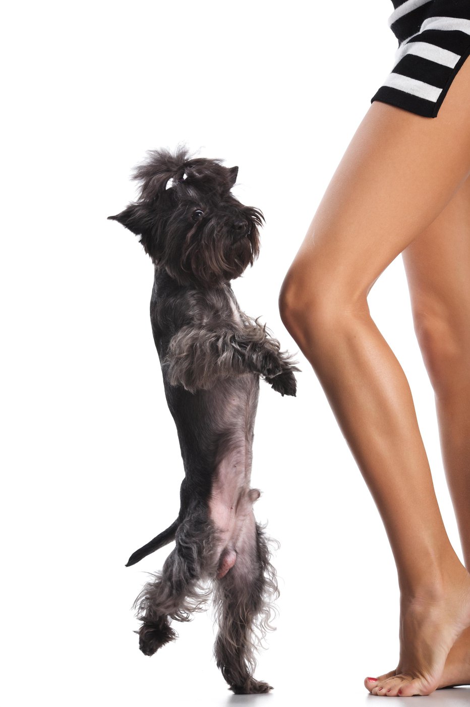 Fotografija: Pleše vodnik, pes pa izvaja vaje v ritmu. FOTO: Guliver/Getty Images