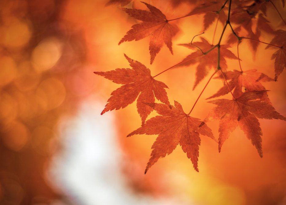 Fotografija: Še vedno nas razvaja topla jesen. FOTO: Getty Images/iStockphoto