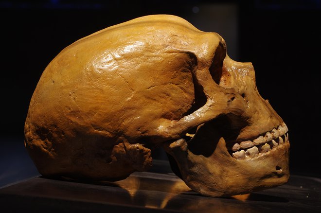 Ljudje z visokim neandertalskim indeksom imajo lobanjo podobno neandertalcem. FOTO: Guliver/getty Images