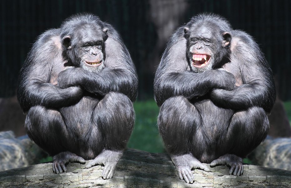 Fotografija: Mnogo je podobnosti med šimpanzi in ljudmi. FOTO: Guliver/Getty Images