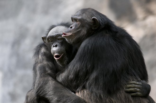 Seks jim ne pomeni le ohranjanje vrste, temveč tudi užitek. FOTO: Guliver/Getty Images