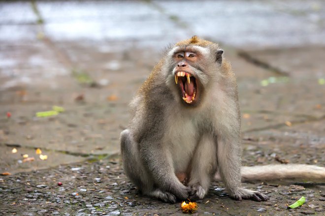 Opice postajajo vse bolj krvoločne. FOTO: Guliver/getty Images