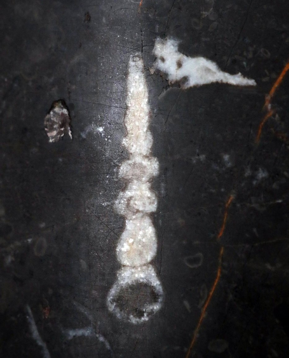Fotografija: Fosil na enem od stebrov v Nuku
