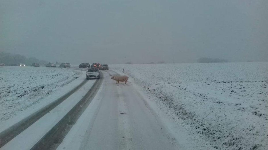 Fotografija: Svinja je blokirala promet. FOTO: Facebook