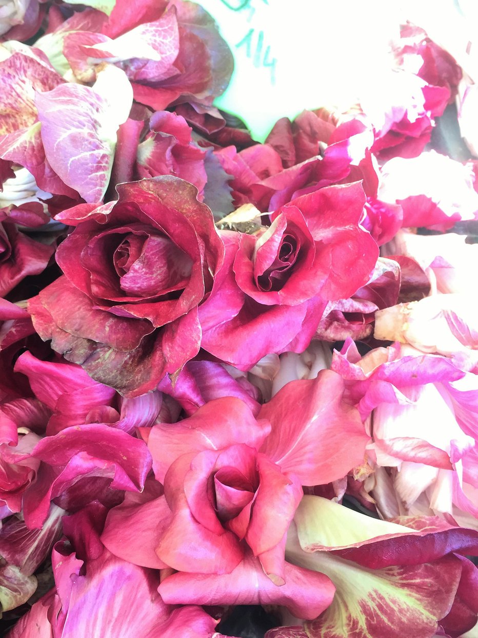 Fotografija: Najbolj cenjen med siljenimi radiči je goriška roža. FOTO: Alenka Kociper