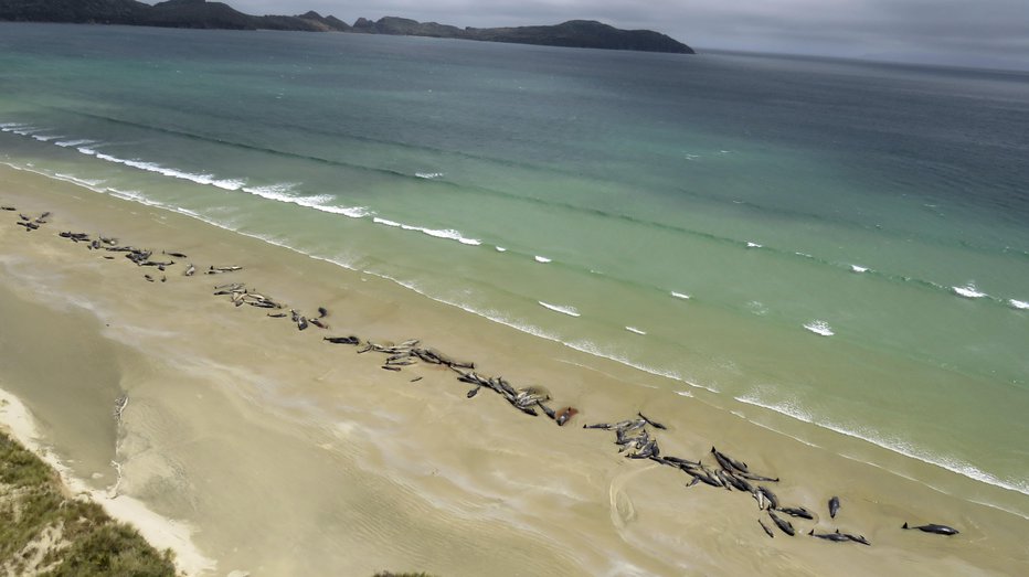 Fotografija: Na otoku Stewart na Novi Zelandiji je poginilo 145 kitov. FOTO: Ap