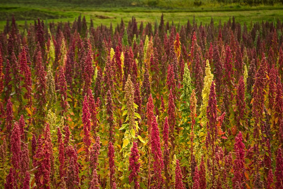 Fotografija: Plantaže kvinoje v Južni Ameriki FOTO: Guliver/Getty Images