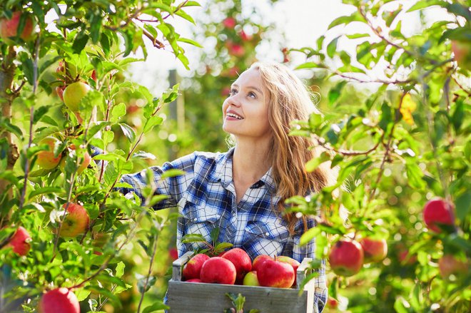 Najboljši kis bo iz neškropljenih jabolk iz domačega sadovnjaka. FOTO: Guliver/Getty Images