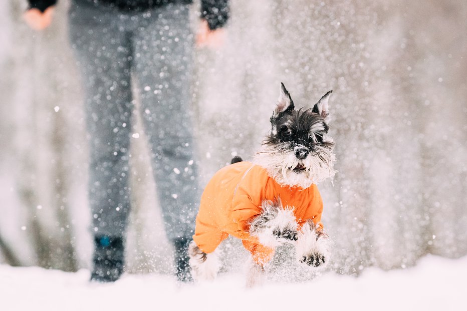 Fotografija: Dolgodlakemu psu nadenemo plašček z rokavi za tačke. Foto: Guliver/Getty Images