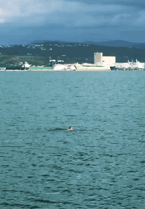 Ženska je plavala 15 minut. FOTO: Bralka poročevalka