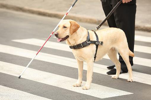 Psi imajo še bolj izostrene čute. Fotografija je simbolična. FOTO: Getty Images/istockphoto