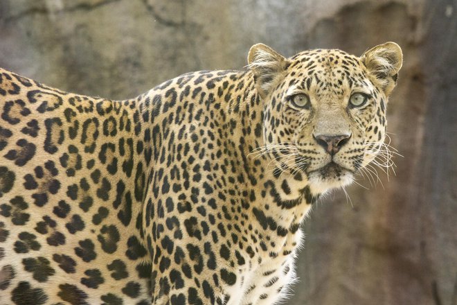 Leoparda bodo poskušali ujeti. Fotografija je simbolična. FOTO: Guliver/getty Images